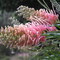 Maroochy Botanical Gardens, Queensland (Grevillea)