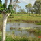 Sippy Downs natural field