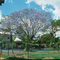 Childers Qld, Jacaranda