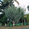 Childers Qld, Huge Cactus