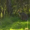 Wiedermal ein Känguru mit nem Kleinem, auf dem Camp, unweit von meinem Auto...