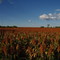 Sorghum Crop, just north of Emerald, Queensland