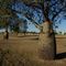 Capella, bottle trees along the hwy