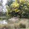 The Wetlands