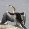 Female Darter sunning herself at Lilydale Lake