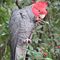 Gang-gang Cockatoo (Callocephalon fimbriatum) eating berries (Cotoneaster franchetii)