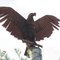 The eagle has landed!