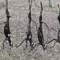 Fox Fence close up