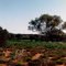 VERDURE DANS LE DESERT DU LAC CARNEGIE
