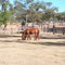 Single Horse