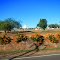 Flowered Embankment in Charters Towers
