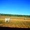 Countryside East of Charters Towers