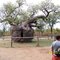 Boabab  tree,  Kimberley north western Australia