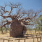 Prison Boab Trees