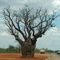 Ancient Boab Near intersection of Gt Northern Hwy and Derby Hwy