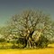 Baobab dans les Kimberley's