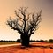 Baobab Kimberley