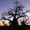 boab tree