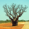 A nice boab tree