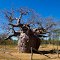 Prison Boab Tree Derby WA