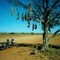 We where Cycling the Oodnadatta Track from Marree to Coober Pedy and this is what we saw: Dead Cats hunging in a trynl