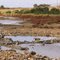 Outback Creek with Seagulls