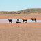 Am Oodnadatta Track