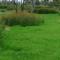 sedge and reed wetlands of the Big Leather Watercourse, lower Gwydir Wetlands, listed in Ramsar treaty