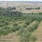 Olive Trees at Grandma's Little Bakery
