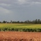 Rice near harvest time