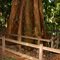  'Benaroon' - Eucalyptus pilularis (Blackbutt) - Middle Brother National Park, Johns River, Mid North Coast, NSW