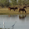 Lagoon near Camooweal QLD
