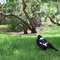 Hunther Valley magpie