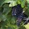 Pinot Noir, Hunther Valley