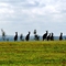 Soldiers Roos