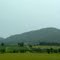 Vineyard