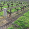 Vines at Wynn's vineyard, Coonawarra