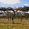 Dancers of the Vineyard