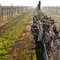 Coonawarra grapevines