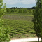 Coonawarra vines