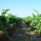 Penola Vineyard Coonawarra