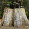 Expired tree stump - supports new life! in Cann River