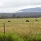 cloudy hills 1