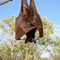 Rescued Bat