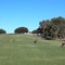 Kangaroos & emus on the golf course
