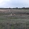 The flightless on the flightpath - emus at runway end