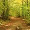 Trail to Mt. Major