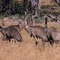 Emu