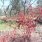 Red Weed