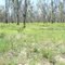 Open bushland